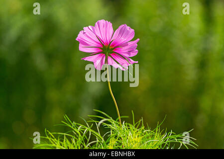 Jardin Mexicain, cosmos (Cosmos bipinnatus) aster, l'arrière d'un Cosmea fleur en contre-jour, en Allemagne, en Rhénanie du Nord-Westphalie Banque D'Images