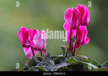 Les fleuristes Cyclamen (Cyclamen persicum), blooming Banque D'Images