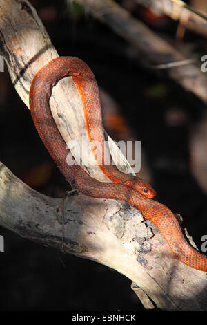 Couleuvre obscure de l'Everglades, jaune, serpent rat rat noir rat snake snake, de l'Ouest (Elaphe obsoleta rossalleni, Pantherophis obsoletus rossalleni), snake le soleil sur un tronc de mangrove, USA, Floride Banque D'Images