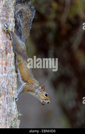 L'écureuil gris, l'écureuil gris (Sciurus carolinensis), sur un tronc d'arbre avec un gland dans sa bouche, USA, Floride Banque D'Images