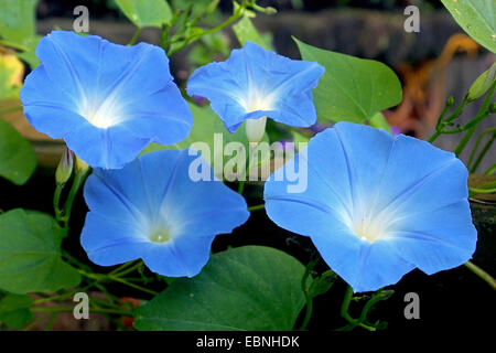 Morning glory (Ipomoea tricolor 'Heavenly Blue', Ipomoea tricolor bleu céleste), fleurs Banque D'Images