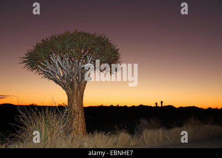 Kokerboom, Quivertree, Quiver Tree (Aloe dichotoma), Quivertree après le coucher du soleil , Afrique du Sud, Parc National d'Augrabies Falls Banque D'Images