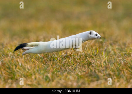 L'hermine, hermine (Mustela erminea), sauter sur un pré, Allemagne Banque D'Images