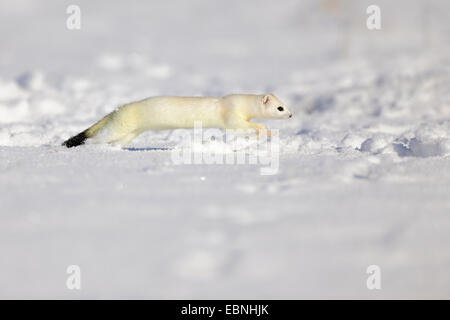 L'hermine, hermine (Mustela erminea), la course dans la neige, l'Allemagne, Bade-Wurtemberg, Jura Souabe Banque D'Images