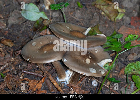 Toadstall Crème de champignons gris, Melanoleuca Melanoleuca (melaleuca, Melanoleuca vulgaris, Tricholoma melaleucum), trois organes de fructification sur le sol forestier, Allemagne Banque D'Images