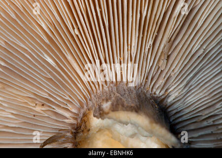 Toadstall Crème de champignons gris, Melanoleuca Melanoleuca (melaleuca, Melanoleuca vulgaris, Tricholoma melaleucum), dessous de la pac avec des branchies, Allemagne Banque D'Images