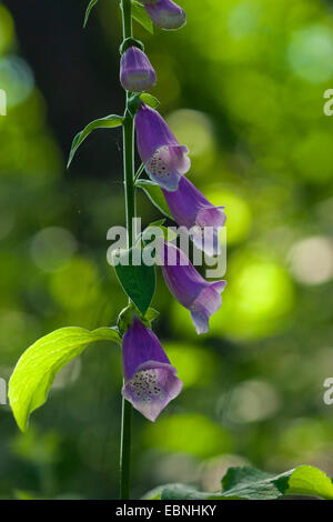 La digitale pourpre digitale, commune (Digitalis purpurea), inflorescence en contre-jour, l'Allemagne, Rhénanie-Palatinat Banque D'Images