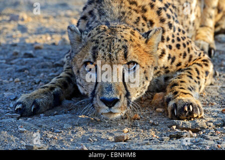 Le Guépard (Acinonyx jubatus), dans une posture menaçante, Namibie, Khomas Banque D'Images