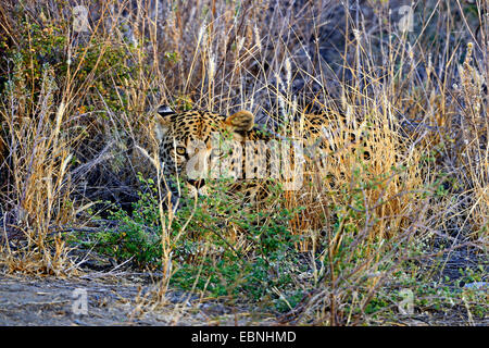 Leopard (Panthera pardus), située entre poufs séché , Namibie, Khomas Banque D'Images