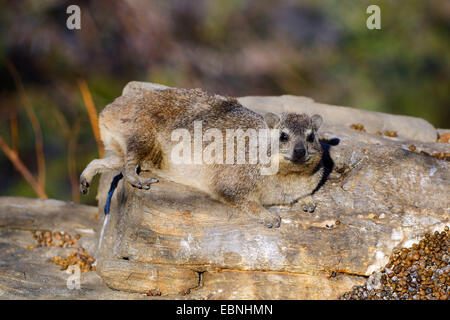 Rock, Rock Hyrax commun dassie (Procavia capensis), des bains de soleil dans le soleil du soir, Namibie, Khomas Banque D'Images