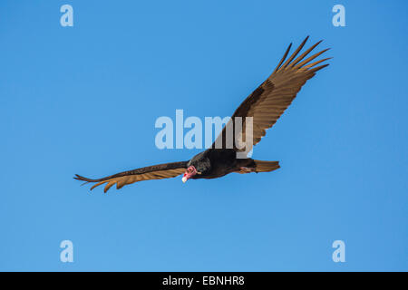 Urubu à tête rouge (Cathartes aura), deltaplane, USA, Arizona Sonora, Banque D'Images