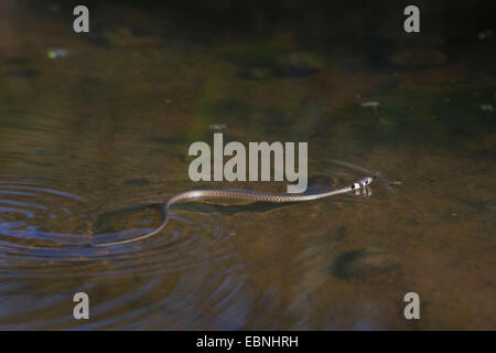 Couleuvre à collier (Natrix natrix), juvénile, après la première de l'écorcher, natation, Allemagne, Bavière, Isental Banque D'Images