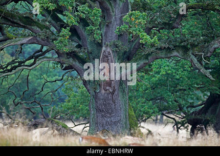 Le chêne commun, le chêne pédonculé, chêne pédonculé (Quercus robur), vieil arbre, Danemark, copenhague, Parc Jaegersborg Banque D'Images