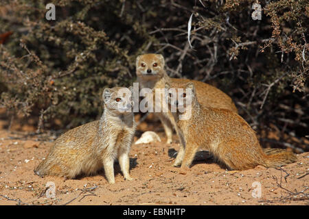 (Cynictis penicillata mangouste jaune), groupe assis dans le soleil du matin, Afrique du Sud, Kgalagadi Transfrontier National Park Banque D'Images