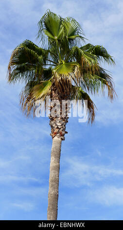 Fan Palm, Palm Jupon Washingtonia (spec.), couronne d'un fan palm contre le ciel bleu, l'Espagne, Baléares, Majorque Banque D'Images