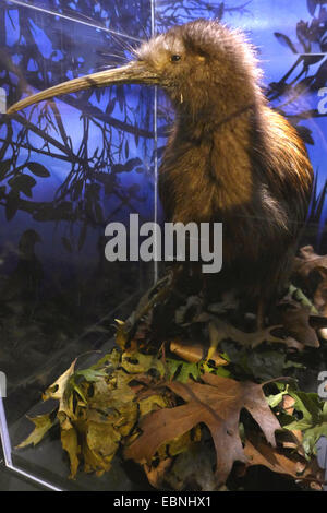 Nord de l'île kiwi (Apteryx mantelli), kiwi farci dans un show case Banque D'Images