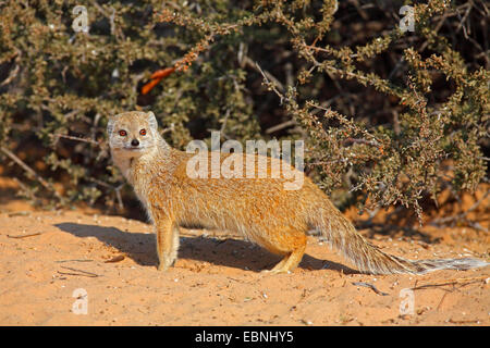 (Cynictis penicillata mangouste jaune), debout dans le soleil du matin, Afrique du Sud, Kgalagadi Transfrontier National Park Banque D'Images