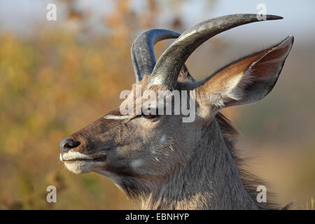 Grand koudou (Tragelaphus strepsiceros), portrait de la tête d'un jeune homme, Afrique du Sud, le Parc National de Pilanesberg Banque D'Images