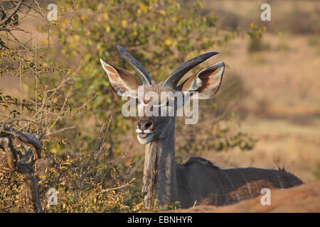 Grand koudou (Tragelaphus strepsiceros), portrait de la tête d'un jeune homme, Afrique du Sud, le Parc National de Pilanesberg Banque D'Images