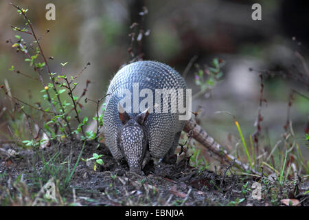 Tatou à neuf bandes (Dasypus novemcinctus), à la recherche de nourriture dans le sol, USA, Floride Banque D'Images