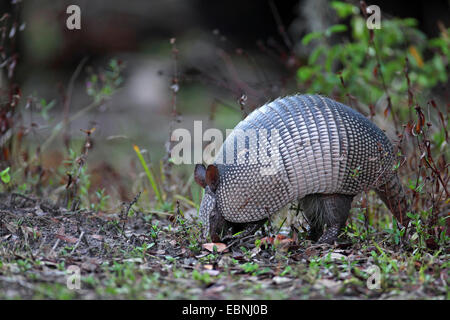 Tatou à neuf bandes (Dasypus novemcinctus), à la recherche de nourriture dans le sol, USA, Floride Banque D'Images