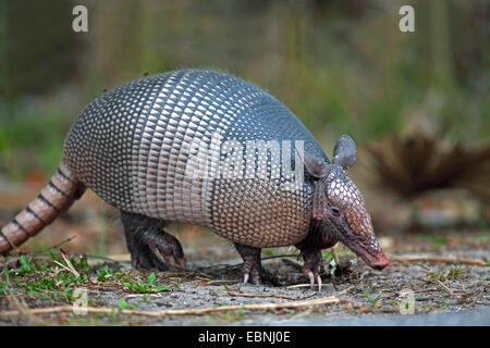 Tatou à neuf bandes (Dasypus novemcinctus), à la recherche de nourriture dans le sol, USA, Floride Banque D'Images