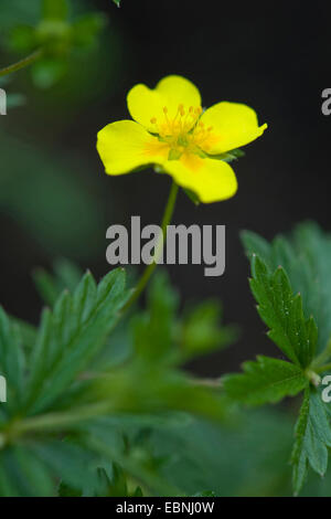 Tormentille (Potentilla erecta commun), fleur, Allemagne Banque D'Images