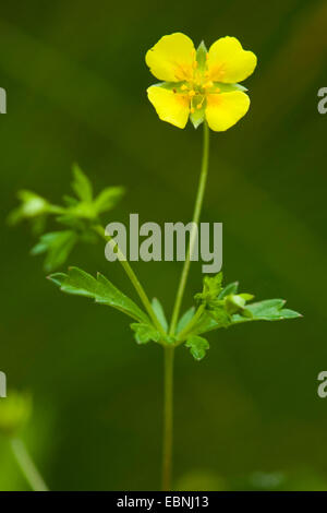 Tormentille (Potentilla erecta commun), la floraison, Allemagne Banque D'Images