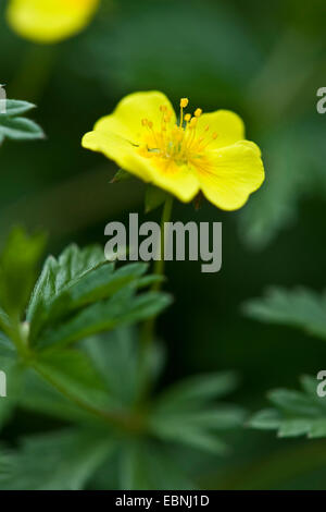 Tormentille (Potentilla erecta commun), fleur, Allemagne Banque D'Images