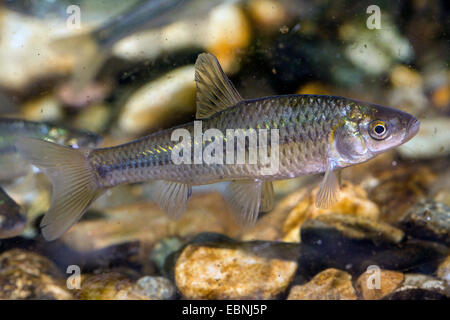 Pseudorasbora parva arlequin (faux), natation Banque D'Images