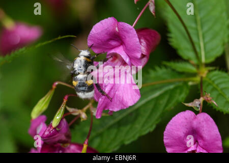 Buff-queue de bourdons (Bombus terrestris), infecté par la moisissure, un nectar de lait un touch-me-not fleur, Allemagne, Bavière, Isental Banque D'Images