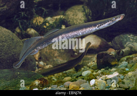 La lamproie de rivière, lampern, lamproie fluviatile (Lampetra fluvialis), homme, natation, Allemagne Banque D'Images