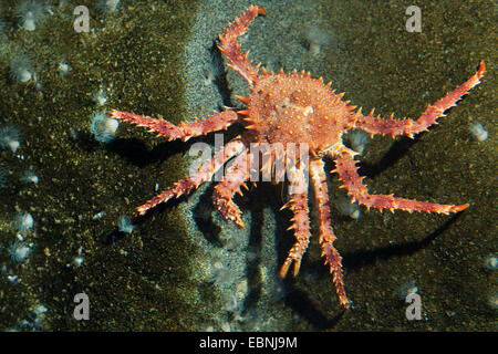 Le nord de stone crab, le crabe royal (Lithodes Lithodes maja, Maja, Lithodes arctica), sur une pierre avec les anémones de mer Banque D'Images
