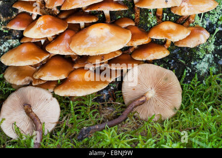 Woodtuft Scalycap, gainé (Kuehneromyces mutabilis, Galerina mutabilis, Pholiota Mutabilis), sur bois mort, Allemagne Banque D'Images