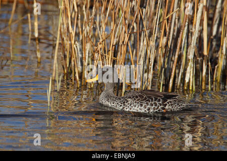 Jaune d'afrique-facture (Anas undulata), natation canard, Afrique du Sud, Barberspan Sanctury Oiseaux Banque D'Images