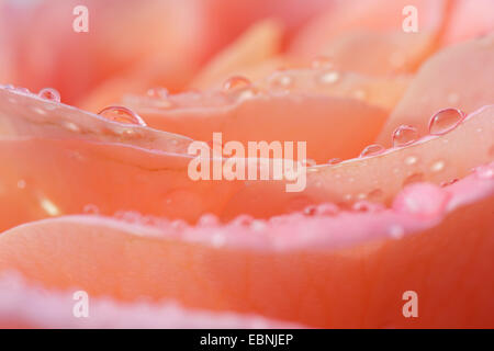 Plantes ornementales rosier (Rosa spec.), le saumon rose bloom Banque D'Images