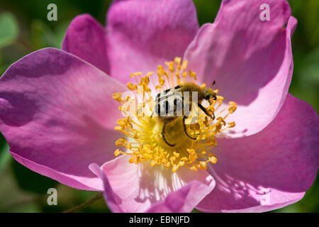 Hanneton européen d'abeilles, Abeille INSECTE (Trichius fasciatus), sur Rosa Gallica, Allemagne Banque D'Images