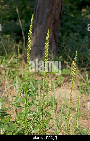 Dyer's rocket, Dyer, mauvaises herbes, soudure, mauvaises herbes (Woold jaune Reseda luteola), blooming, Allemagne Banque D'Images