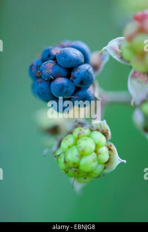 Dewberry européen (Rubus caesius), baies, Allemagne Banque D'Images