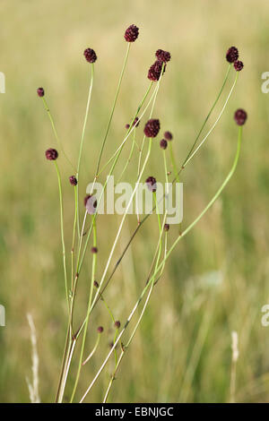 Pimprenelle (Sanguisorba officinalis, Sanguisorba major), la floraison, Allemagne Banque D'Images