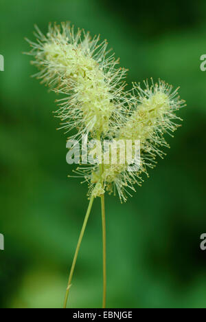 (Burnet Sanguisorba dodecandra), inflorescences Banque D'Images