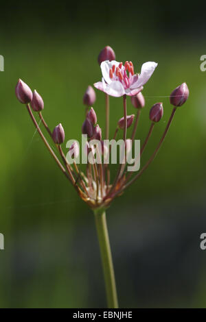 Le butome à ombelle, herbe ombelle (Butomus umbellatus), l'inflorescence avec une seule fleur ouverte, Allemagne Banque D'Images