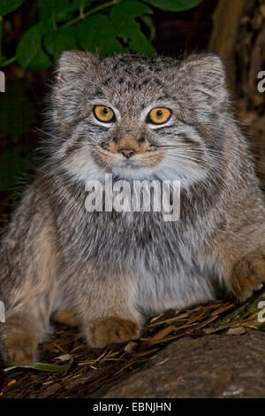 Jeune Pallas's Cat Banque D'Images