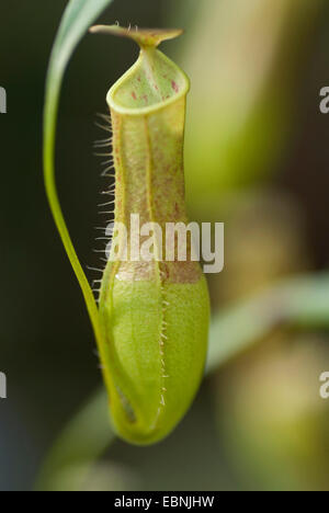 La sarracénie pourpre (Nepenthes gracilis), piège Banque D'Images