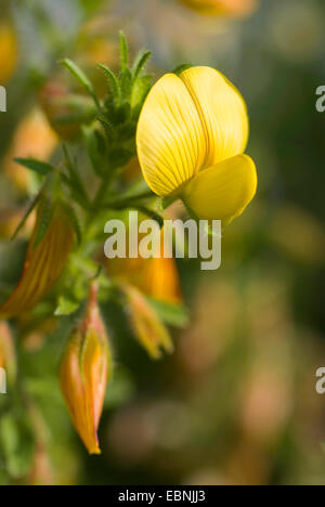 Grand jaune, jaune restharrow restharrow (Ononis natrix), fleur Banque D'Images