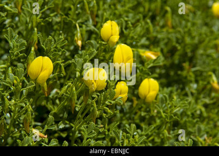 Grand jaune, jaune restharrow restharrow (Ononis natrix), blooming Banque D'Images