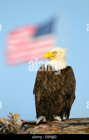 American Bald Eagle (Haliaeetus leucocephalus), assis sur le bois mort, dans l'arrière-plan le drapeau des États-Unis d'Amérique, USA, Alaska Banque D'Images