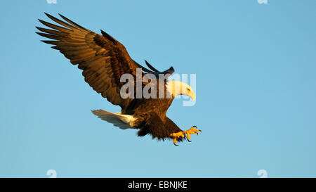 American Bald Eagle (Haliaeetus leucocephalus), l'atterrissage dans la lumière du soir, USA, Alaska Banque D'Images