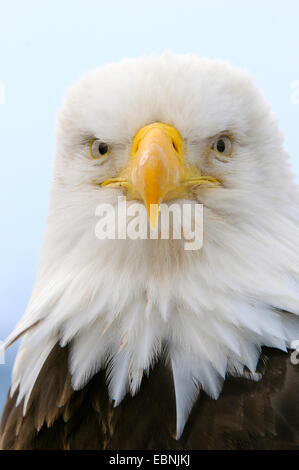 American Bald Eagle (Haliaeetus leucocephalus), portrait, USA, Alaska Banque D'Images