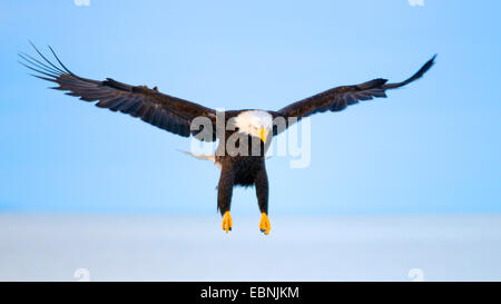 American Bald Eagle (Haliaeetus leucocephalus), landing, Alaska, USA Banque D'Images